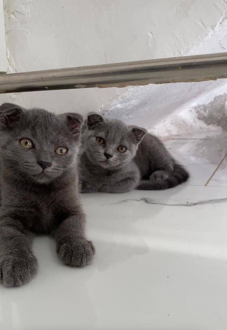 Good morning fam βοΈ
Starting the day with these adorable Scottish Fold babies πΎ
Known for their un...