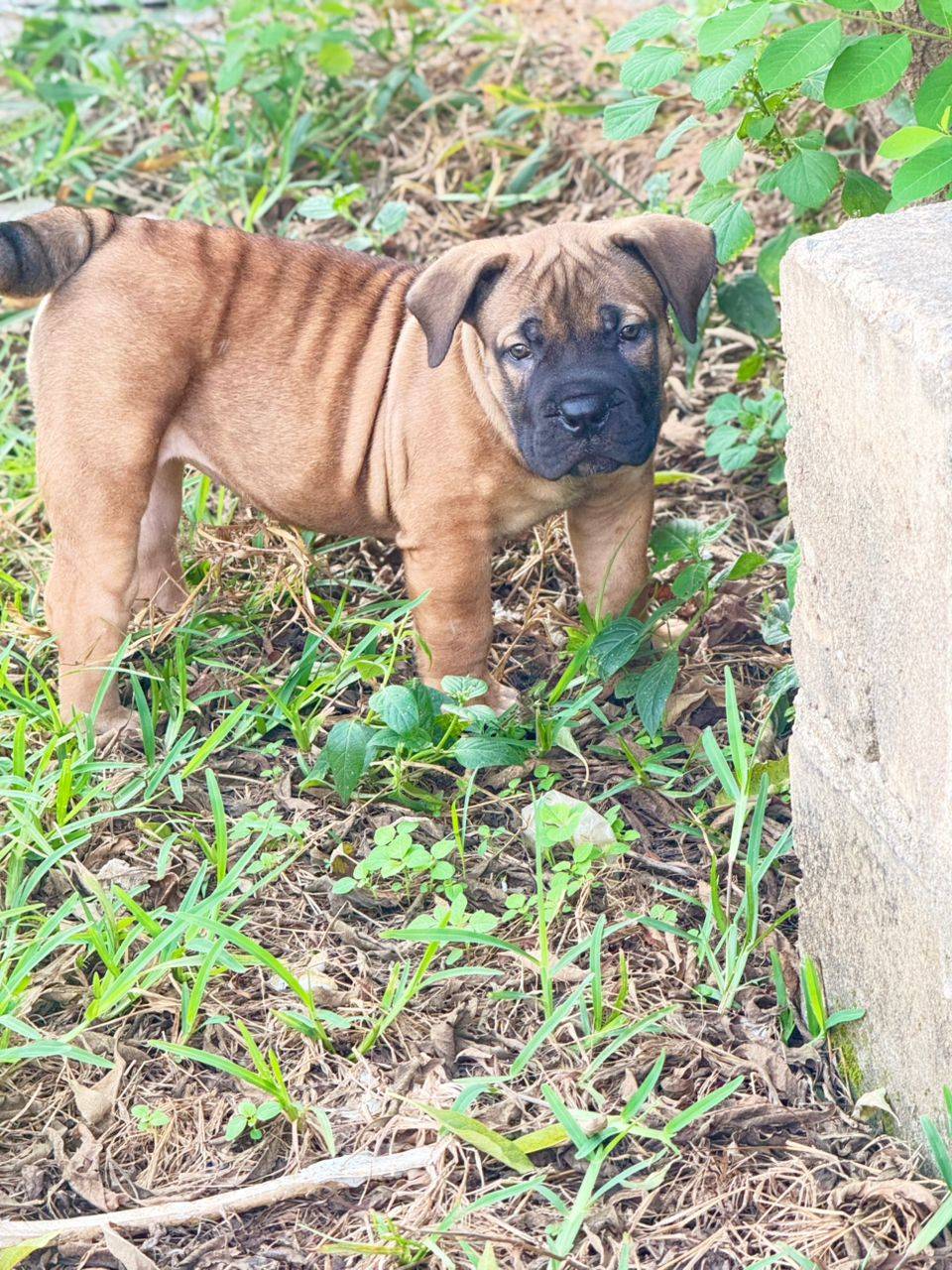 Power in a small package. ๐พ
This beautiful female Boerboel puppy is already showing the solid bone...