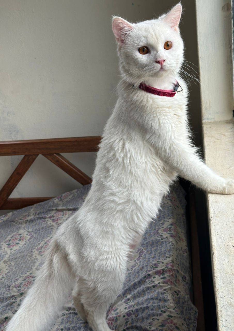 Snow white, golden eyes, pure elegance… 🤍✨
If this handsome boy walked into your home today, what...