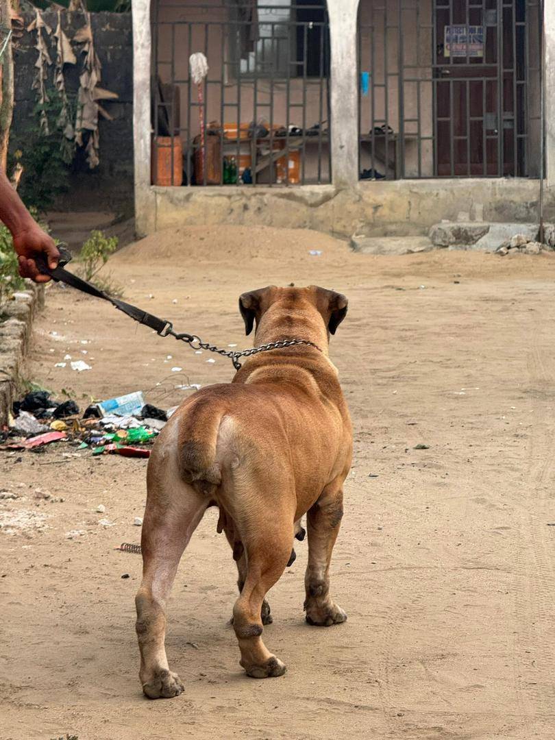 🐾 DOG FACTS — DAY 1
Let’s start something interesting today.
Here are 2 quick facts about dogs you...