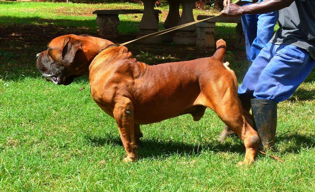 🐾 DOG FACTS — DAY 2
Let’s start something interesting today.
Here are 2 quick facts about dogs you...