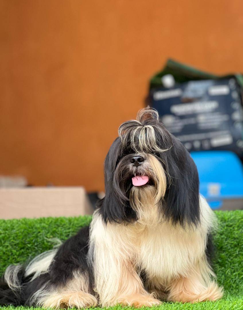 DOG FACTS — Day 3 🐶
Did you know dogs can recognize their owner’s voice even in a noisy place?
A do...