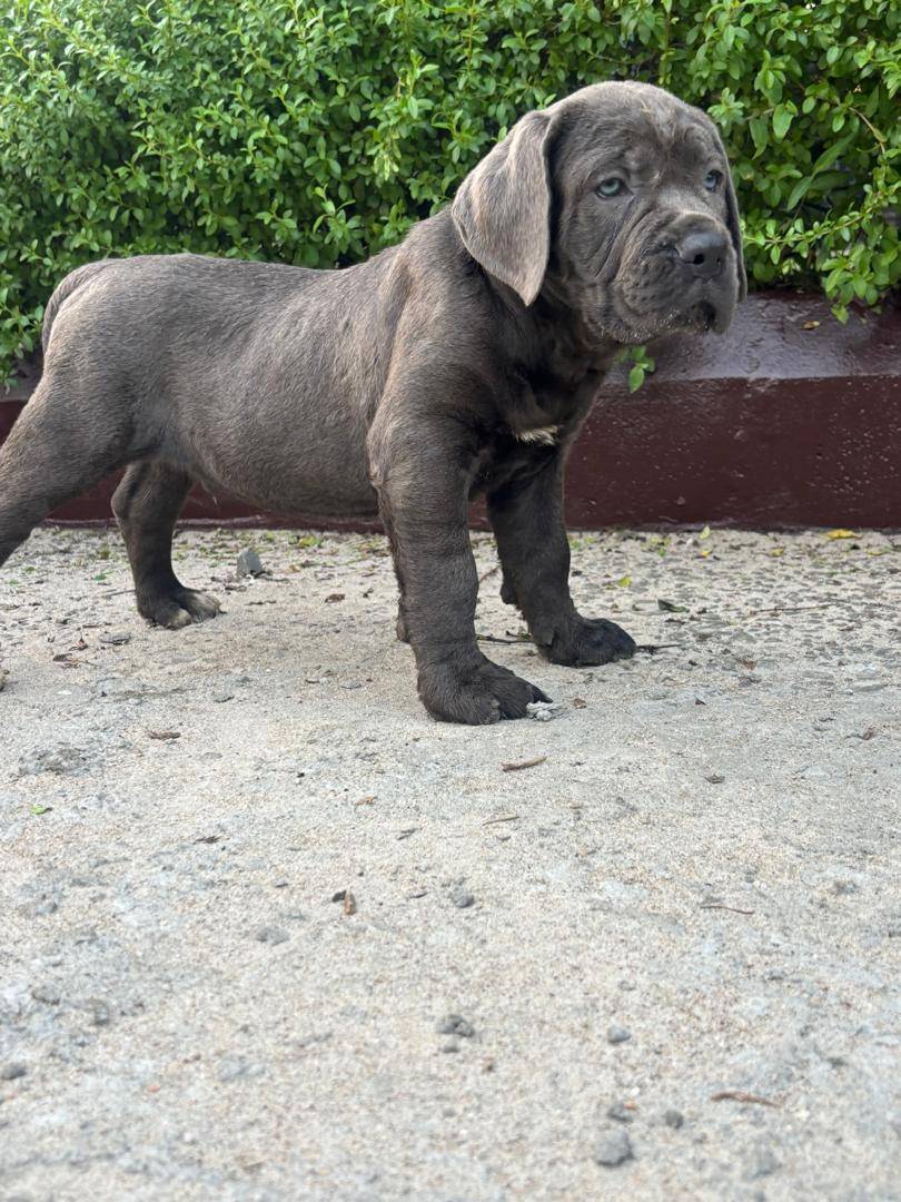 πΎ DOG FACTS β DAY 4
Did you know that large guardian breeds like this puppy grow very fast in their...