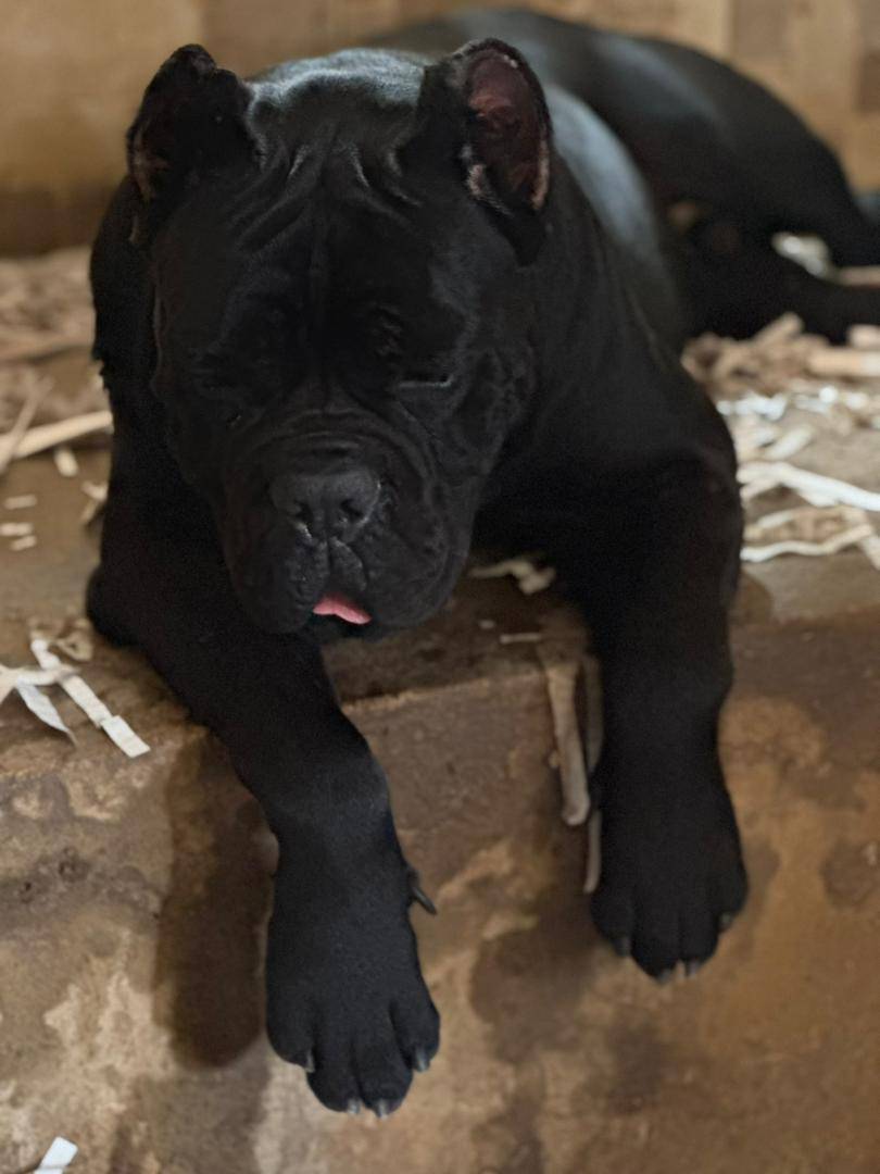 πΎ DOG FACTS β DAY 5
Did you know that powerful guardian breeds like the Cane Corso were originally...