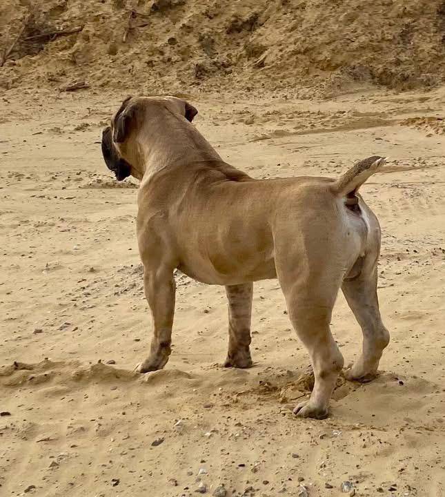 πΎ DOG FACTS β DAY 6
Did you know that powerful guardian breeds like the Boerboel were originally br...
