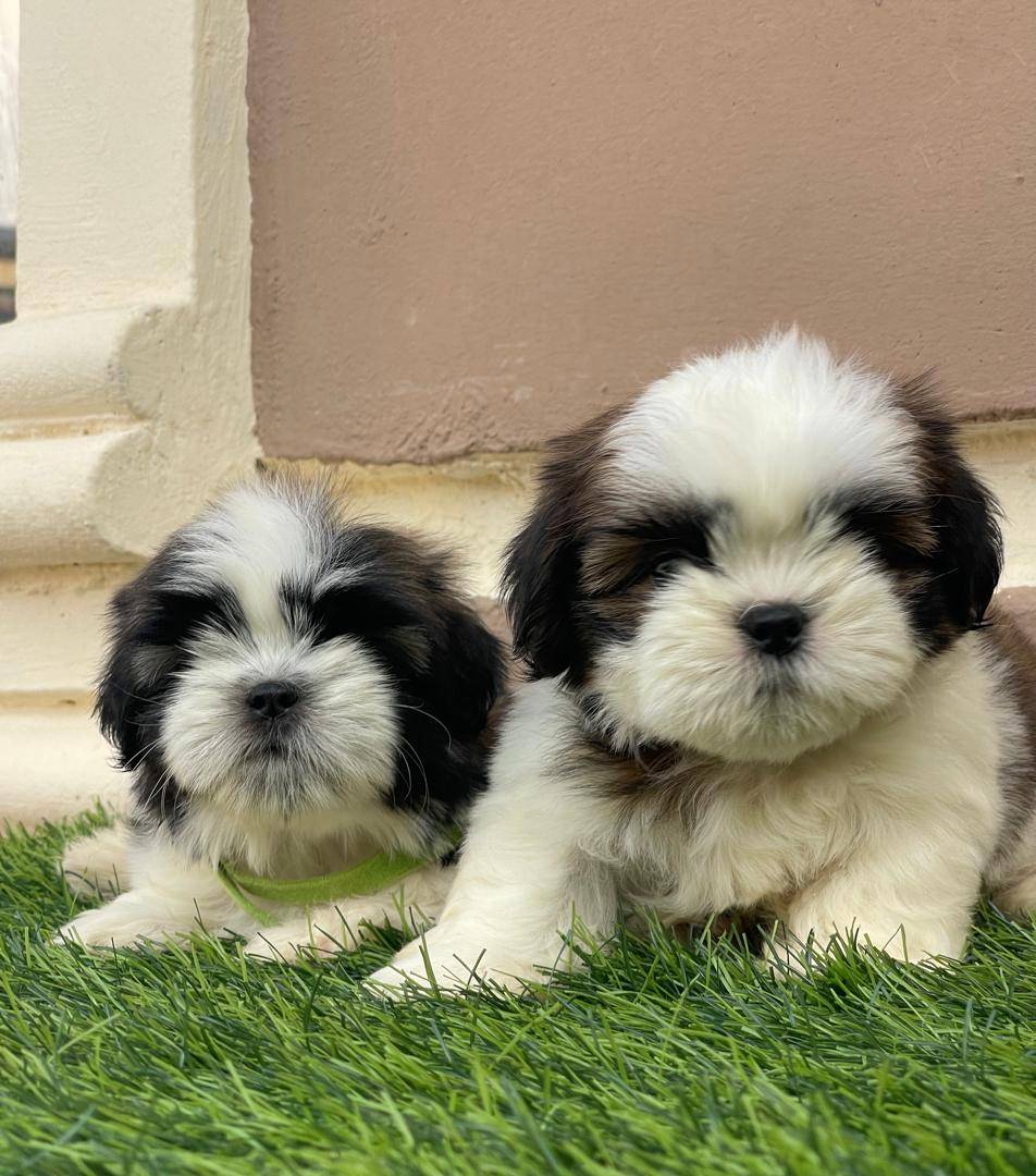 ๐DAY 7 โ DOG FACT
Dog Fact ๐พ:
Shih Tzu puppies were bred to be royal companions โ meaning they nat...