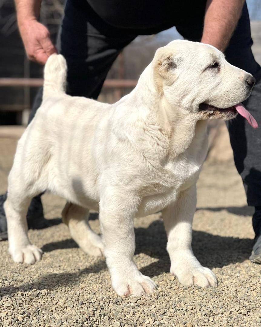 Facts🐾:
The Alabai is naturally a guardian breed—they don’t wait for danger, they sense it early an...