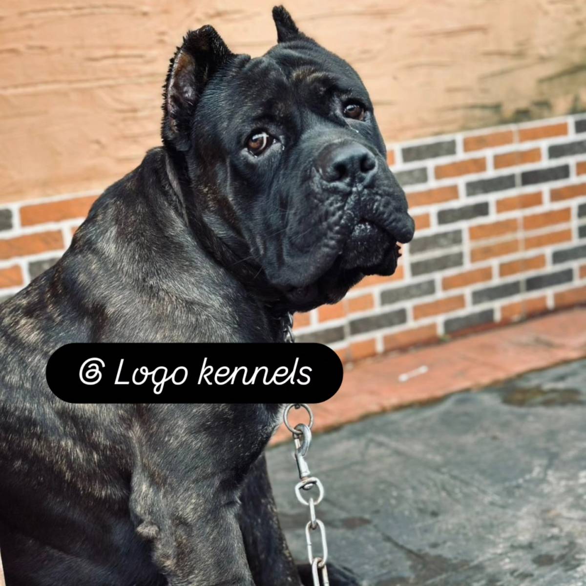 Proud sold by yours truly 

#LekeeLekee #Trending #petlovers