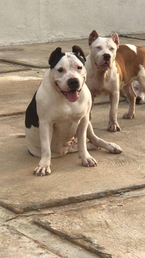 Dog facts - A tired dog is a good dog — but a mentally stimulated dog is an excellent dog.
#logopet