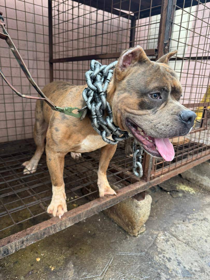 If you think chains make a dog strong… you’re missing the real training.
#logopets