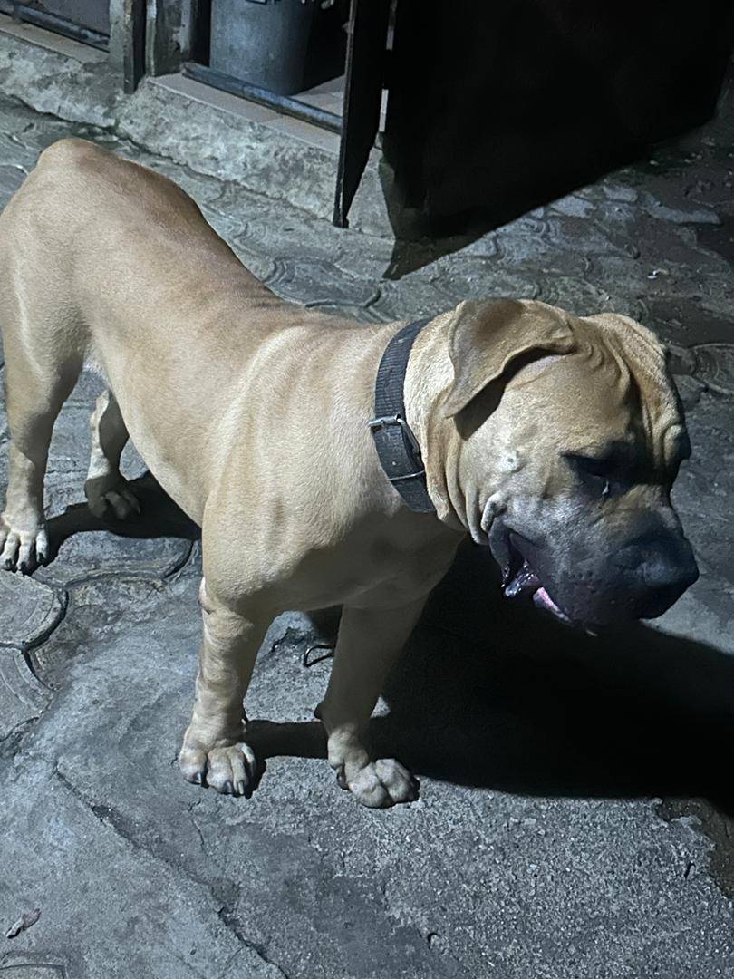 Dogs read your body language faster than your voice. #logopets