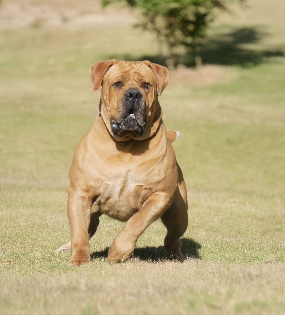 Dog facts - Your dog’s world is as big as the life you expose it to. #logopets