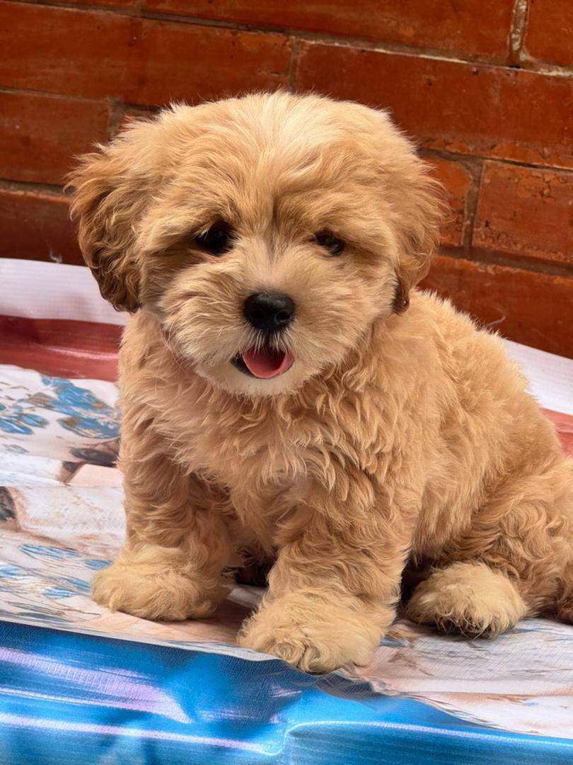 This handsome male lhasa apso is available! Intrested buyers should call or chat - 09043126614
#Lek...