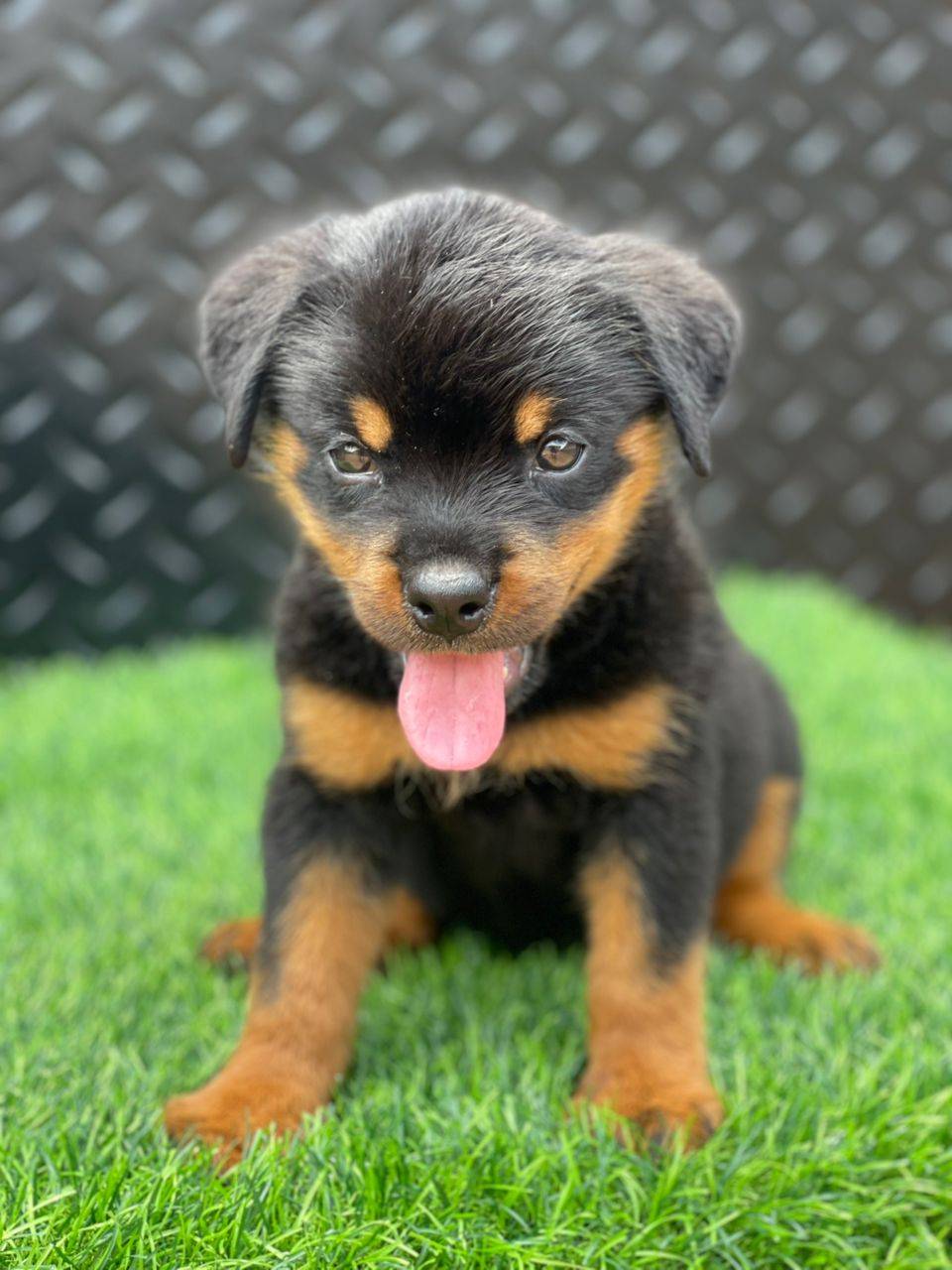 This quality female Rottweiler puppy is available! Intrested buyers should call or chat - 090431266...