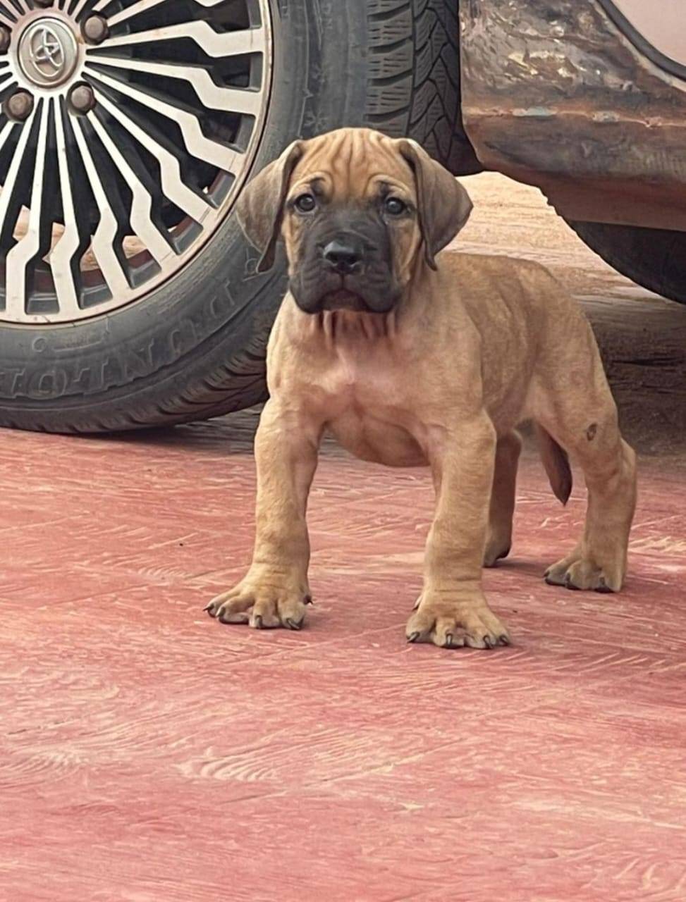 Sturdy boerboel male puppy is available! Intrested buyers should call or chat 09043126614. #LekeeLek...