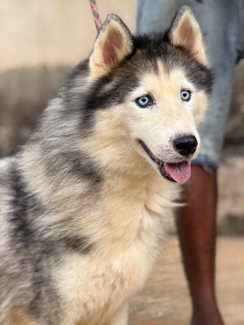 Dogs facts - A calm dog is trained, not born. #logopets