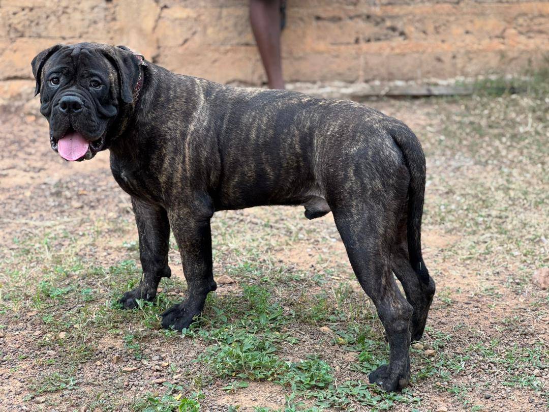 Routine reduces anxiety in dogs.