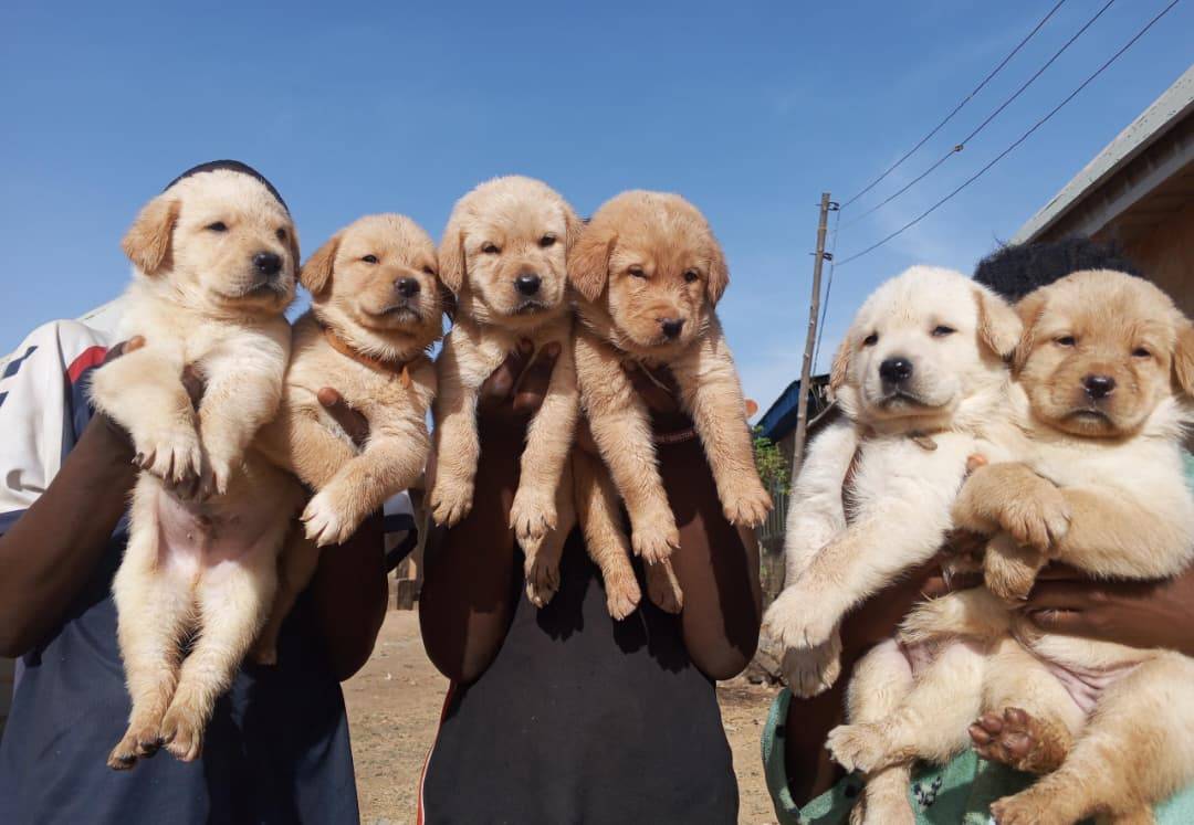 Dog facts - Every dog has potential — not every owner unlocks it. #logopets #LekeeLekee #Trending