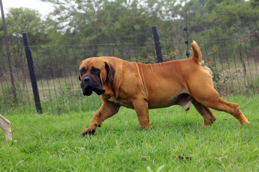 Dog facts - A dog’s diet can influence its energy and focus. #logopets