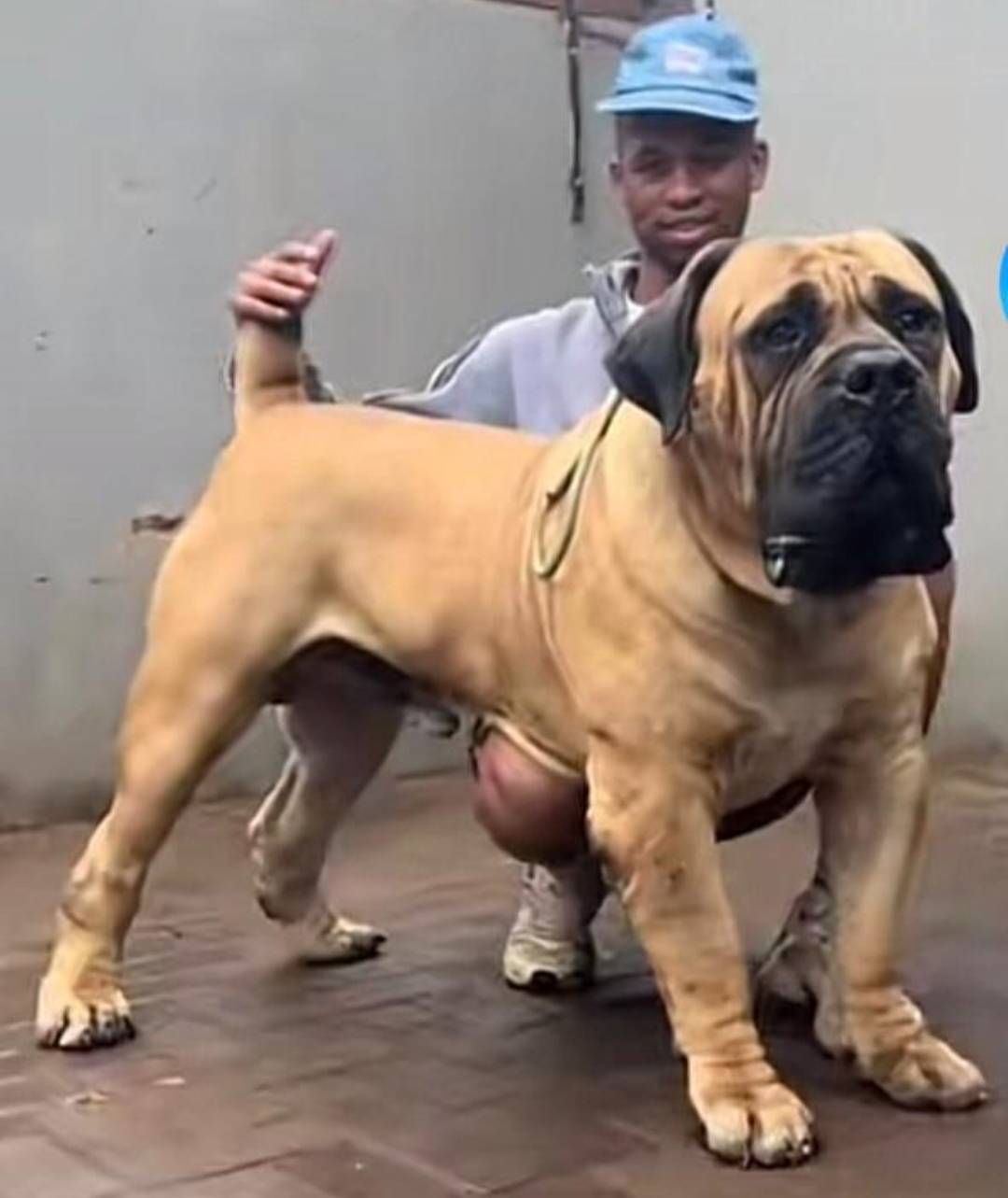 In one simple sentence , how would you describe this boy? #logopets