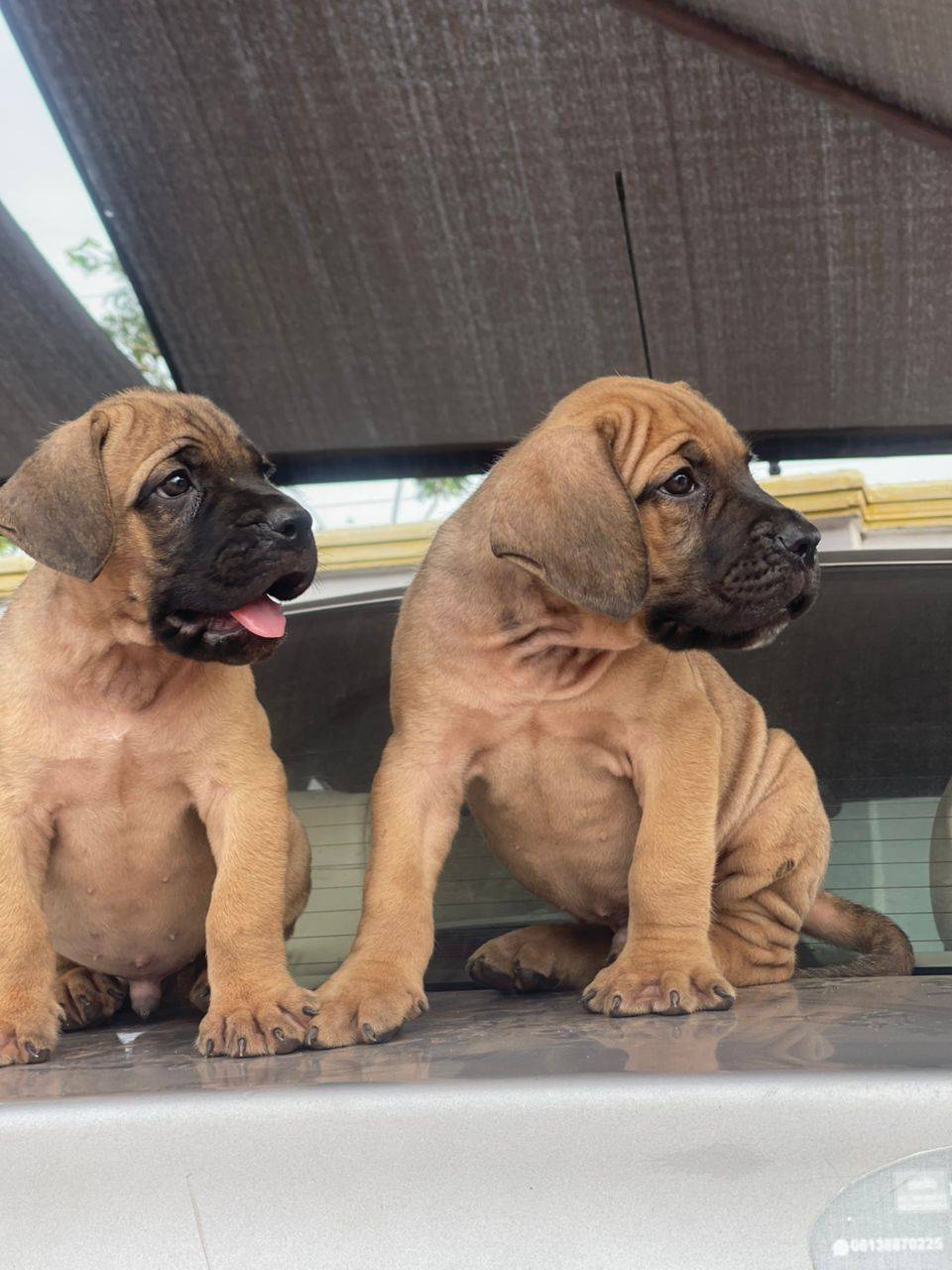 Top quality bb puppies are available ๐ kindly contact me for more information 09043126614. #Trendin...