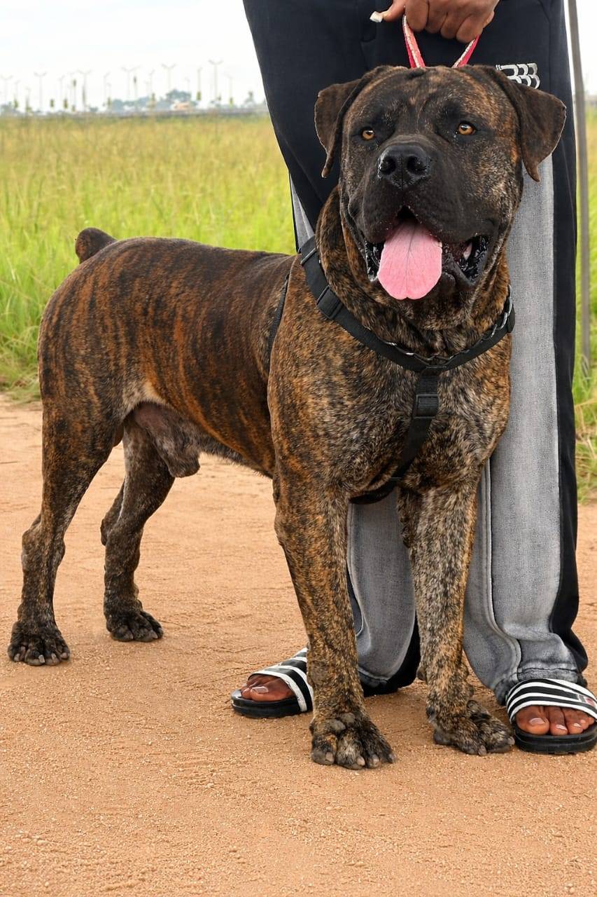Dog facts - Understanding your dog saves you from frustration. #logopets