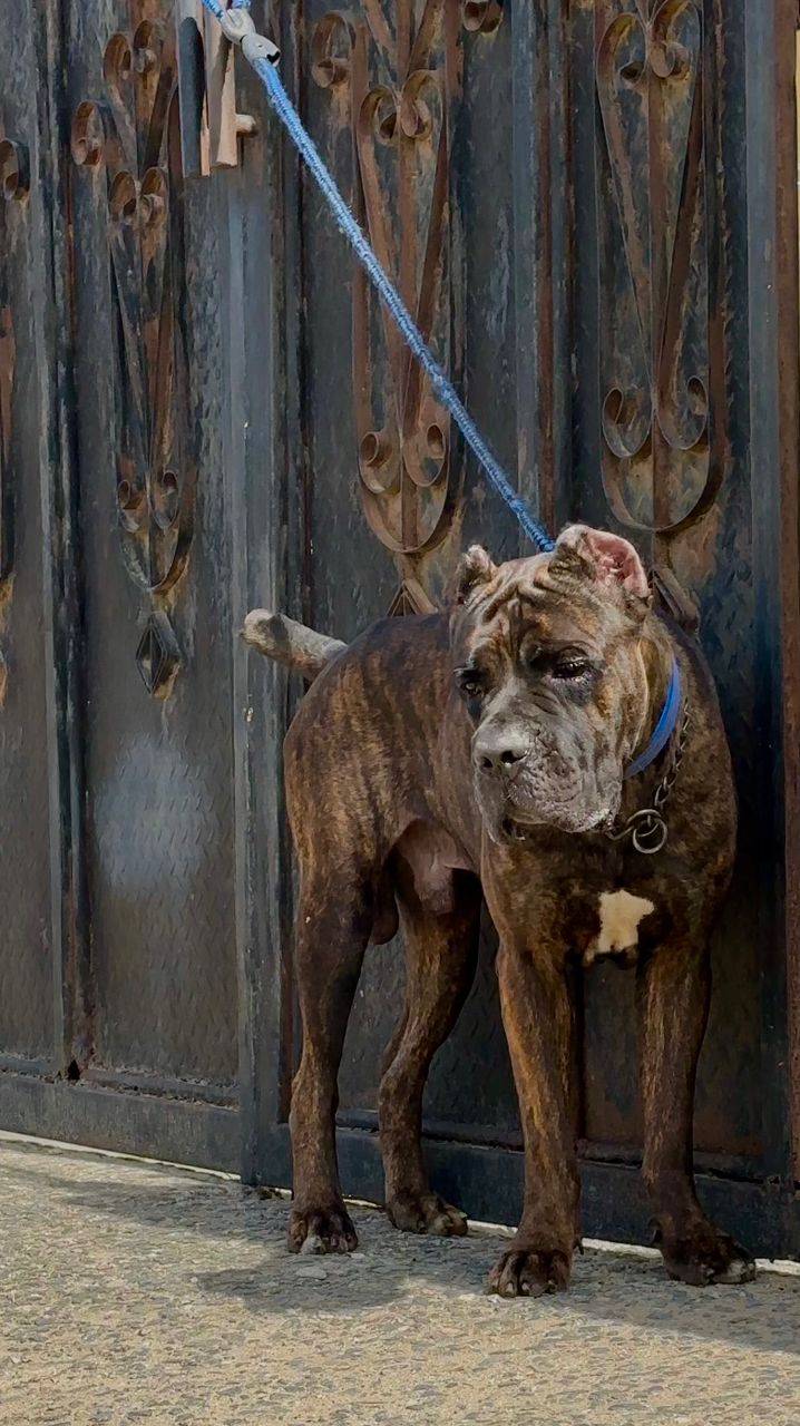 Dog facts - Dogs mirror your emotional state more than you think. #logopets
