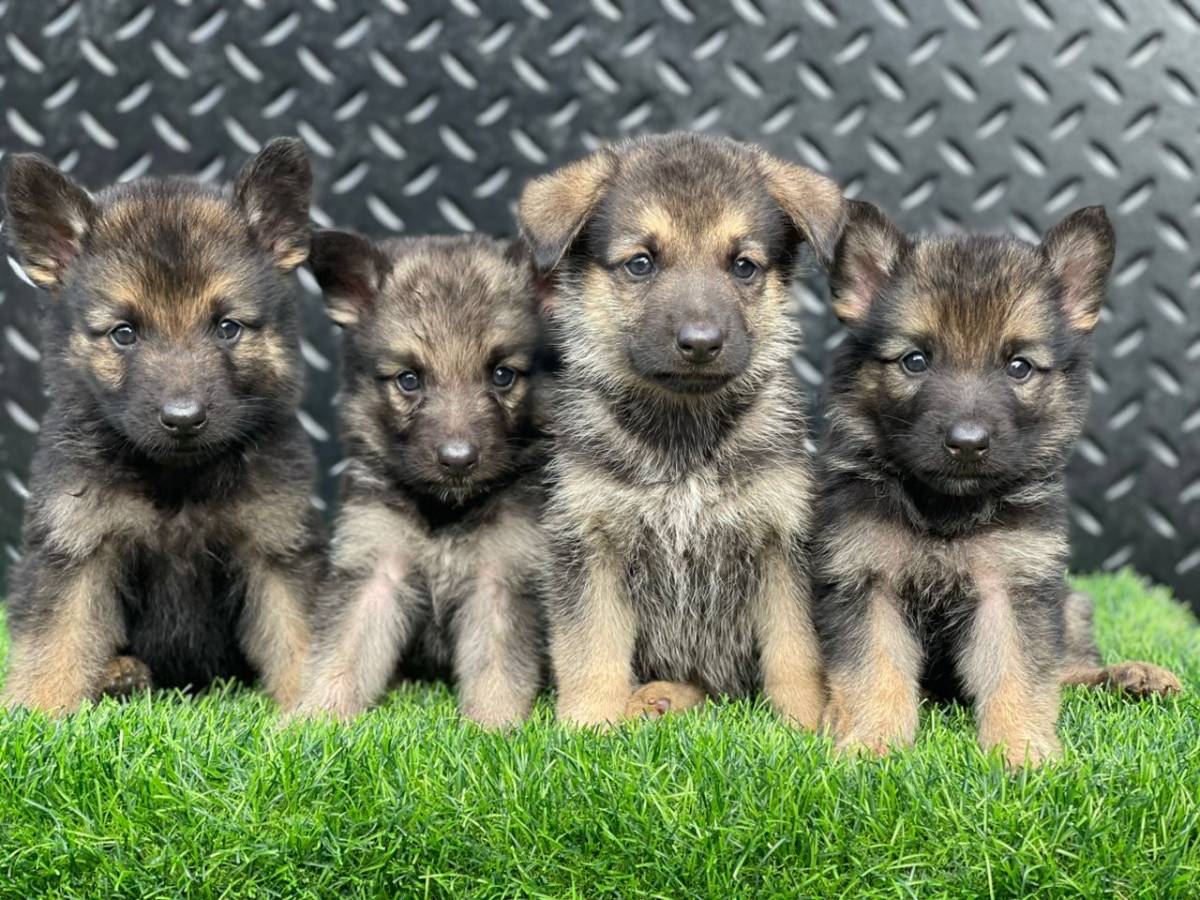 Affordable German shepherd puppies are available! Kindly contact me for more info 09043126614. #logo...