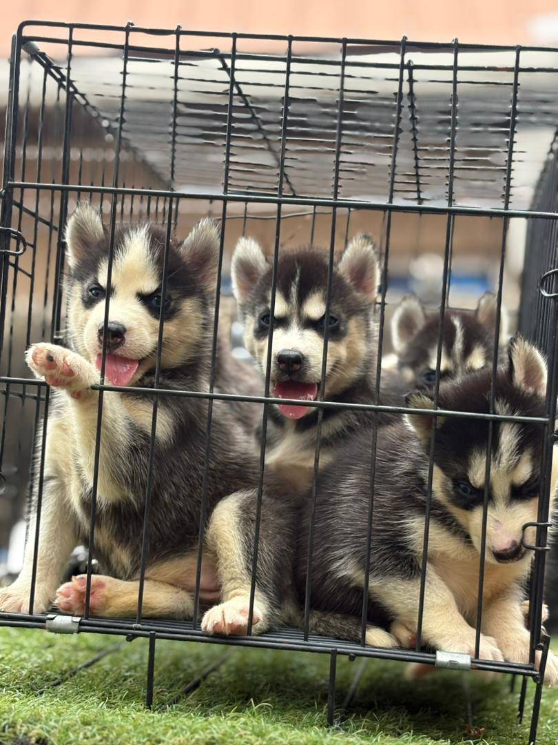 Top quality Siberian husky puppies are available for booking , kindly contact me on Whatsapp 0904312...