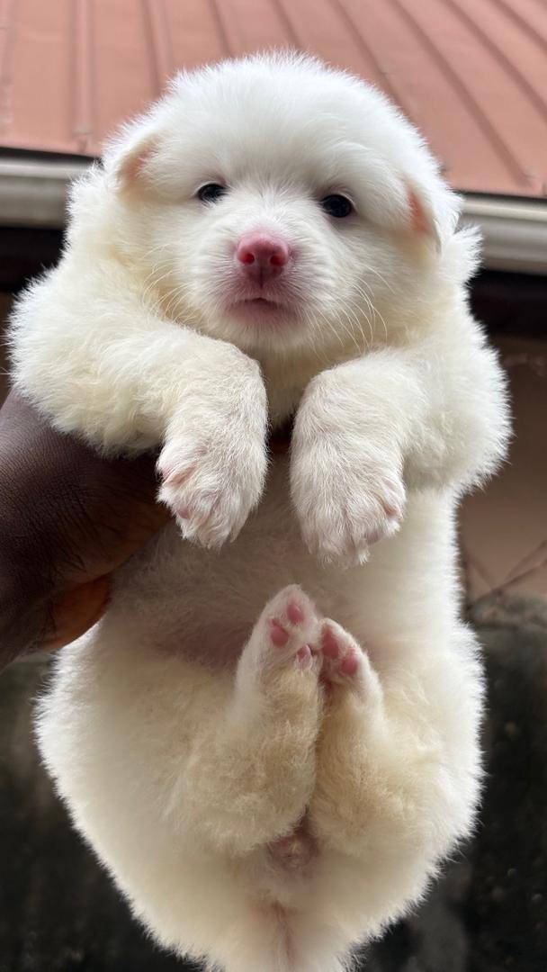 This cutie is available 🥰🥰🥰.Kindly contact me on Whatsapp 09043126614. #logopets