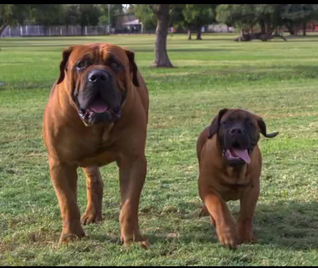 Dogs facts - A well-managed dog becomes an asset. #logopets