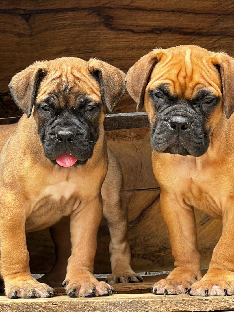 Dog facts - The environment you raise a dog in matters more than its breed. #logopets