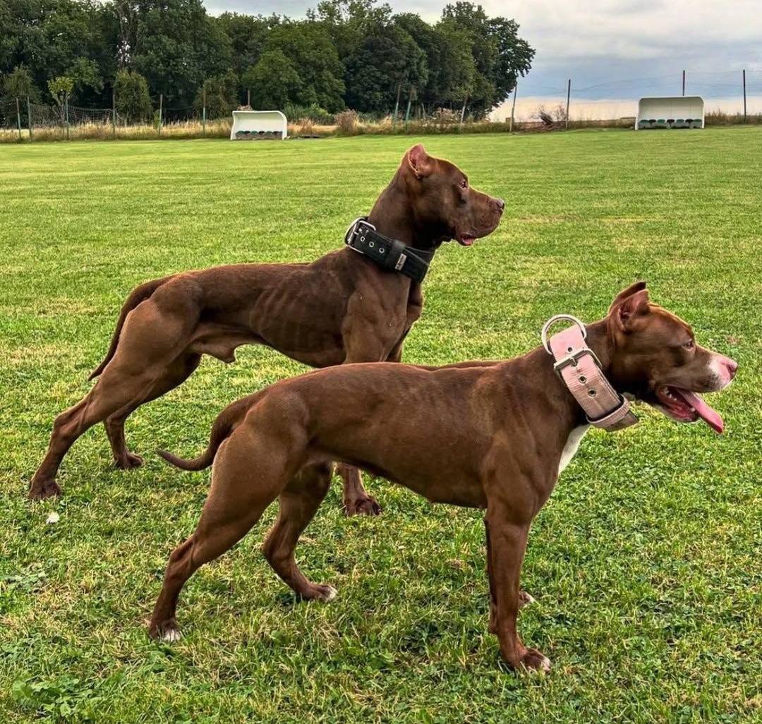 Dogs facts - Every dog has potential — not every owner unlocks it. #logopets