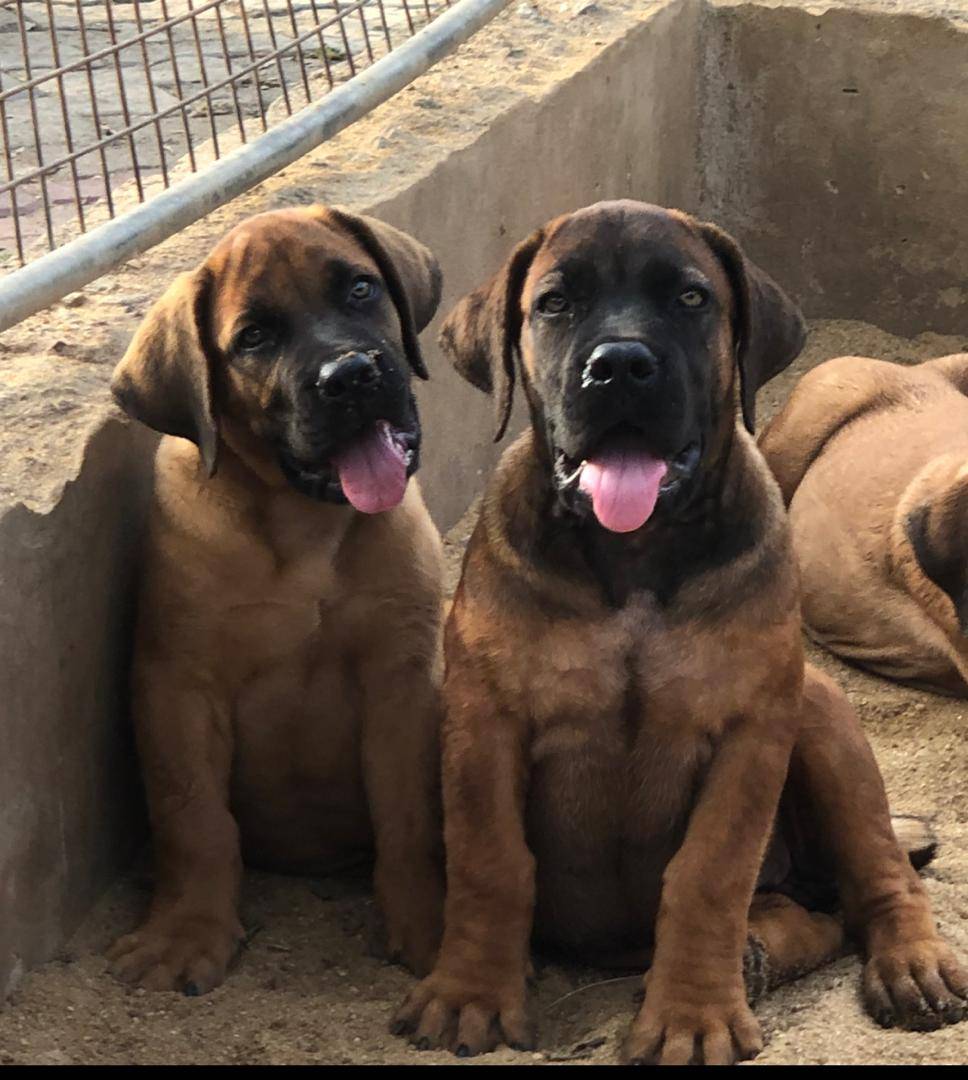 Good morning from this side 🥰🥰🥰. #logopets