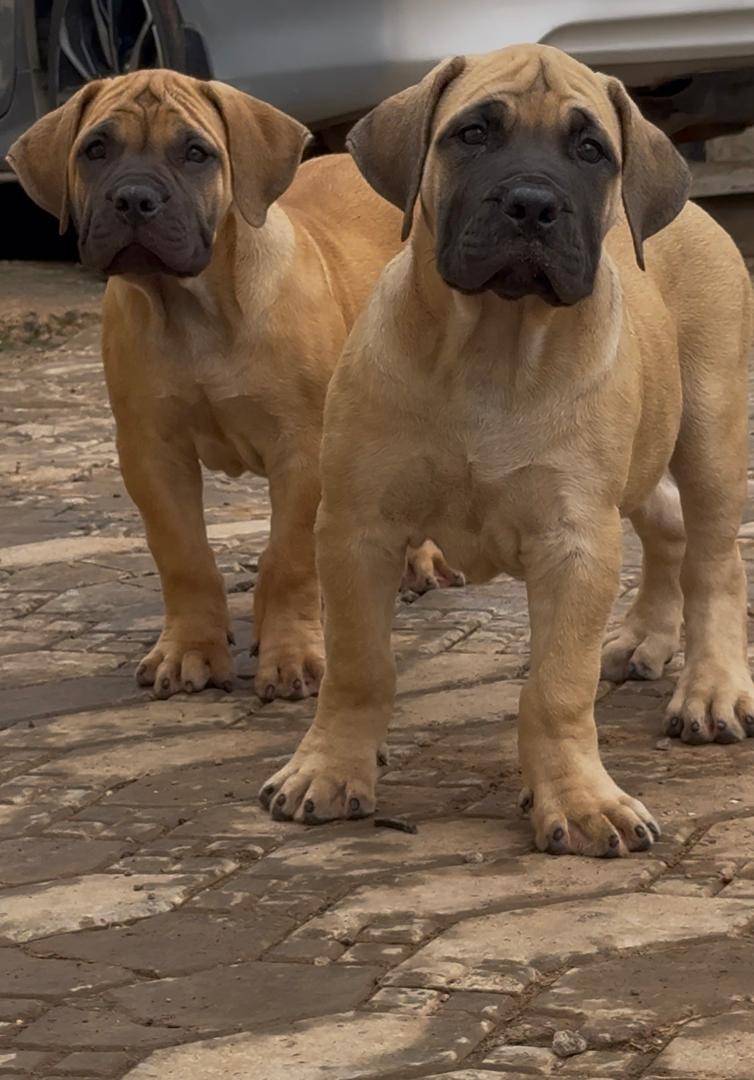 Good morning from this side 🥰🥰🥰... #logopets