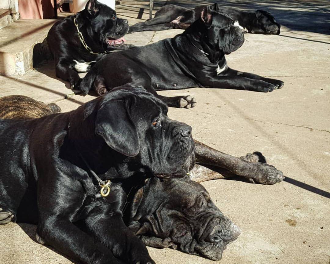 Patiently waiting for your orders... #logopets