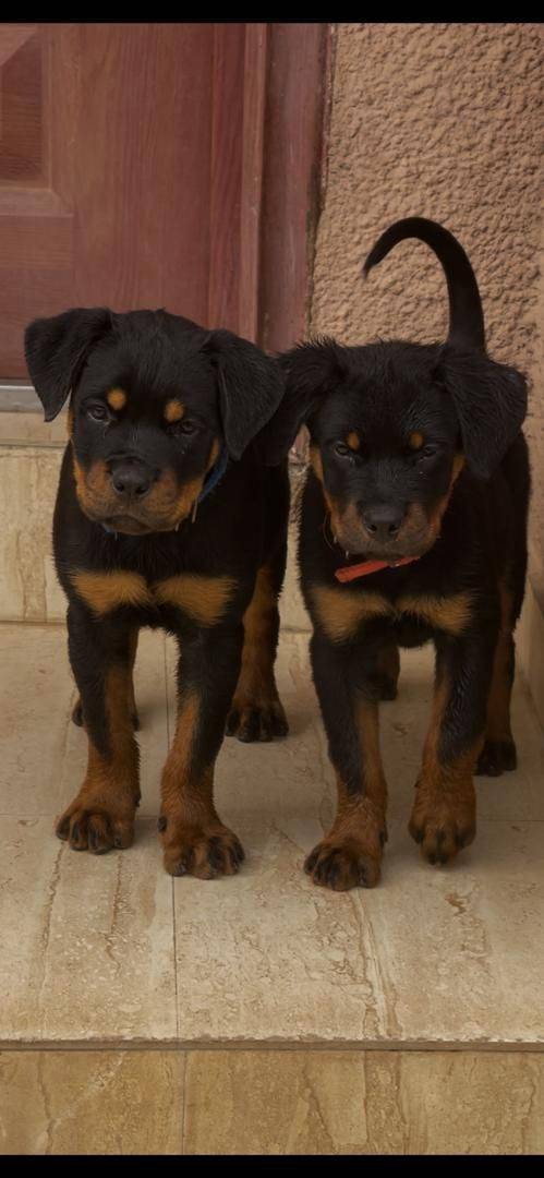 Pedigree Rottweiler puppies are available...
Contact +2349043126614.
#logopets