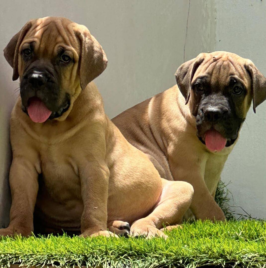 Bull mastiff puppies are available...
Contact +2349043126614.
#logopets
