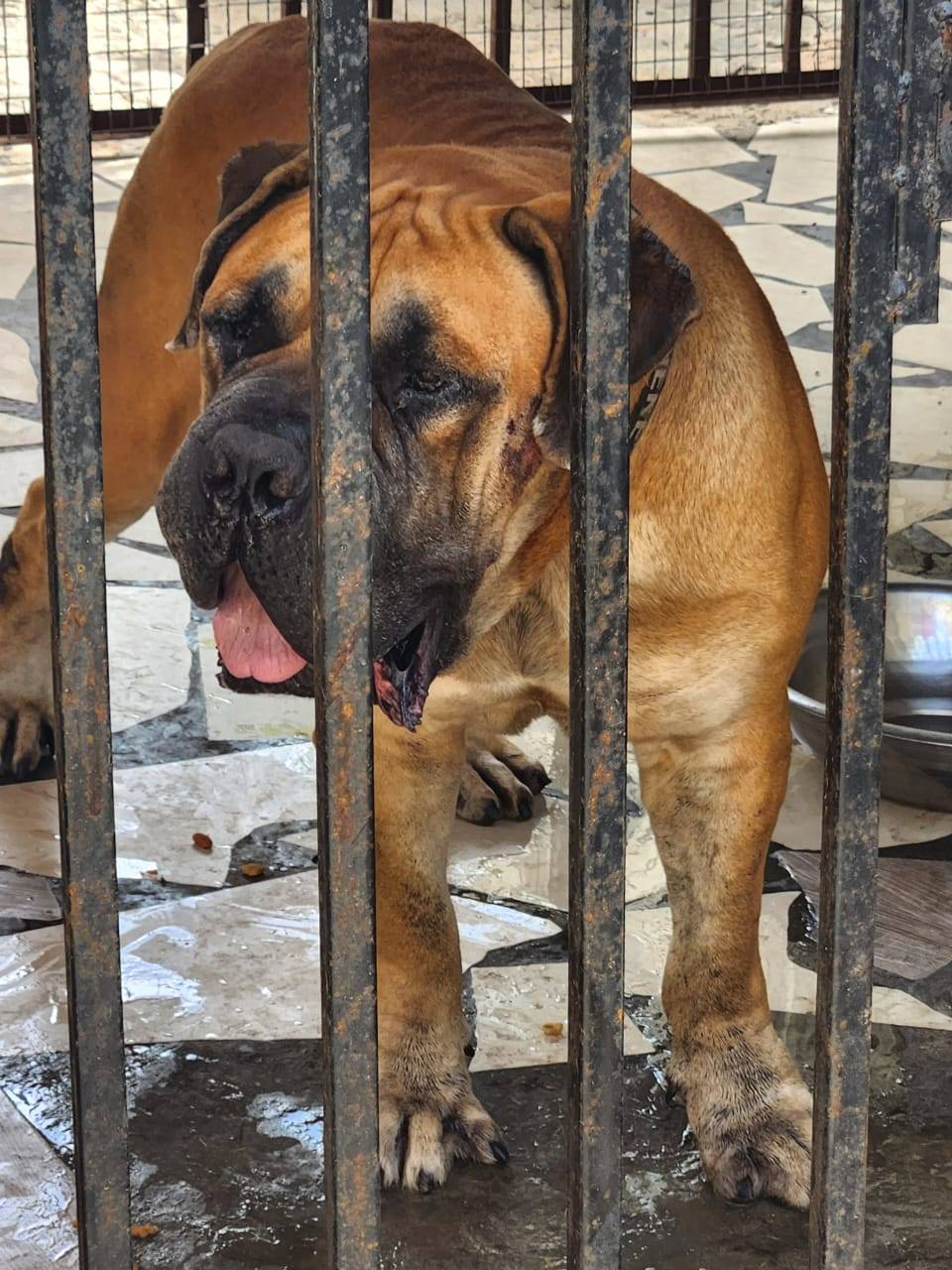 Strength. Presence. Pedigree. đž
This solid male Boerboel speaks for himselfâpowerful build, calm te...