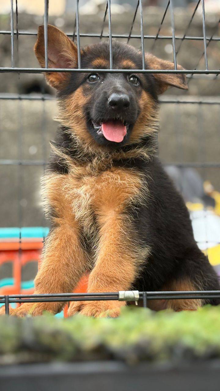 Meet this beautiful German Shepherd princess 🐾
7+ weeks old, healthy, vaccinated, and ready for her...