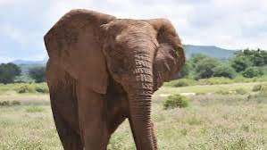 Elephant Attack Claims Life in Oyo.
A wild elephant attack in Innayin Community, Oyo State, has lef...