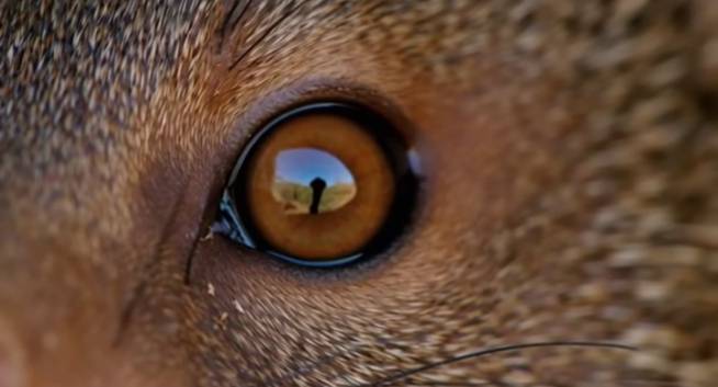 *The Eye That Saw Tomorrow*
The first time it happened, nobody believed him. Tunde had always loved...
