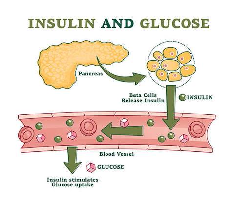 What Happens to Your Pancreas When You Consume Too Much Sugar
Your pancreas plays a major role in c...