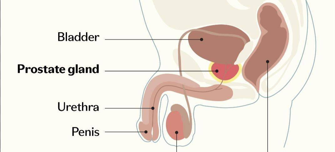 How much do you know of your prostate gland?
As an African Man over 40 years of age..
You need to...