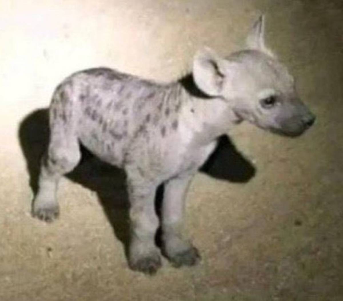 Guyyss I just bought a dog, please what can I name it ?