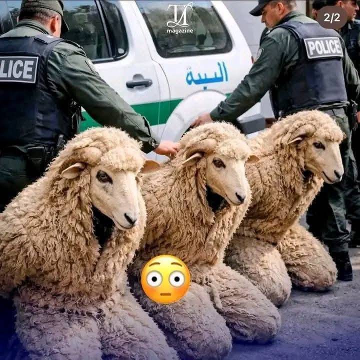 BREAKING: The police in Algeria have arrésted three persons who attempted to enter Spain disguised a...