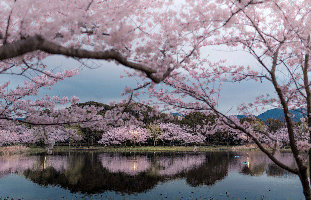 In major Japanese cities, where the air is heavily polluted, there are special clubs where visitors...