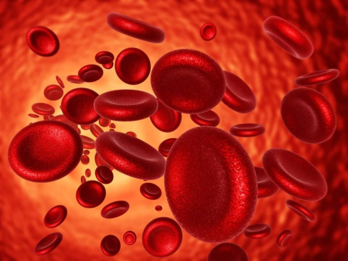 If all human red blood cells were stacked side by side, you would get a ribbon that would circle the...
