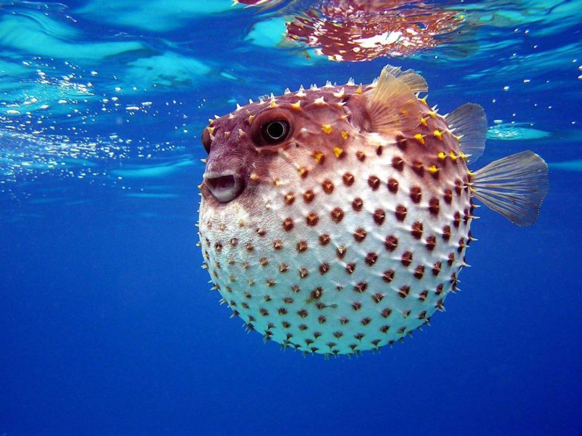 DiD YOU KNOW?๐ค
One fugu fish contains enough poison to kill 30 people and there is no antidote.
#m...