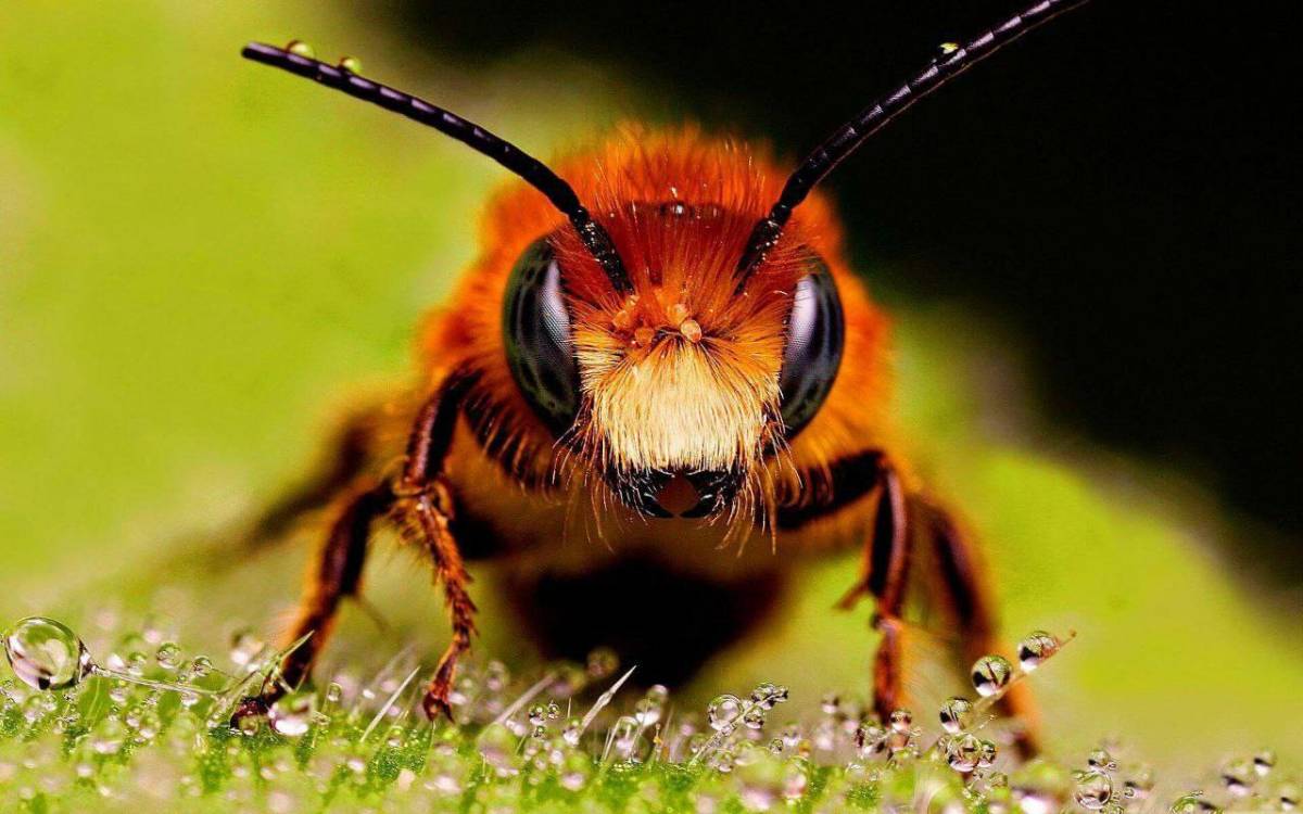 SCIENCE ON IT AGAIN ๐๐๐
Bees are able to detect cancer before its lethal stages for humans, they...